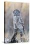 USA, Wyoming, Portrait of Great Gray Owl on Perch-Elizabeth Boehm-Stretched Canvas