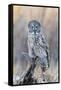 USA, Wyoming, Portrait of Great Gray Owl on Perch-Elizabeth Boehm-Framed Stretched Canvas