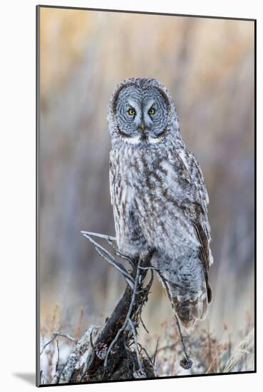 USA, Wyoming, Portrait of Great Gray Owl on Perch-Elizabeth Boehm-Mounted Photographic Print