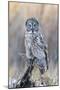 USA, Wyoming, Portrait of Great Gray Owl on Perch-Elizabeth Boehm-Mounted Photographic Print