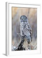 USA, Wyoming, Portrait of Great Gray Owl on Perch-Elizabeth Boehm-Framed Photographic Print