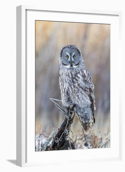 USA, Wyoming, Portrait of Great Gray Owl on Perch-Elizabeth Boehm-Framed Photographic Print