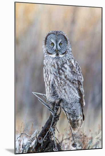 USA, Wyoming, Portrait of Great Gray Owl on Perch-Elizabeth Boehm-Mounted Photographic Print