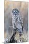 USA, Wyoming, Portrait of Great Gray Owl on Perch-Elizabeth Boehm-Mounted Photographic Print