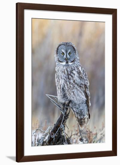 USA, Wyoming, Portrait of Great Gray Owl on Perch-Elizabeth Boehm-Framed Photographic Print