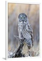 USA, Wyoming, Portrait of Great Gray Owl on Perch-Elizabeth Boehm-Framed Photographic Print