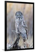 USA, Wyoming, Portrait of Great Gray Owl on Perch-Elizabeth Boehm-Framed Photographic Print