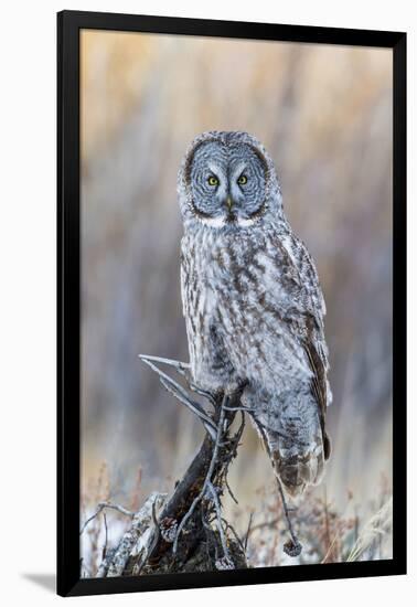 USA, Wyoming, Portrait of Great Gray Owl on Perch-Elizabeth Boehm-Framed Photographic Print