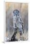 USA, Wyoming, Portrait of Great Gray Owl on Perch-Elizabeth Boehm-Framed Premium Photographic Print