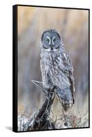 USA, Wyoming, Portrait of Great Gray Owl on Perch-Elizabeth Boehm-Framed Stretched Canvas