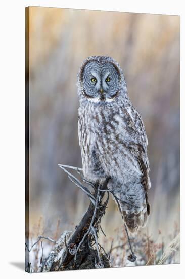 USA, Wyoming, Portrait of Great Gray Owl on Perch-Elizabeth Boehm-Stretched Canvas