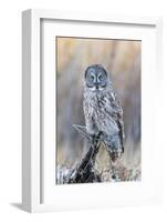 USA, Wyoming, Portrait of Great Gray Owl on Perch-Elizabeth Boehm-Framed Photographic Print