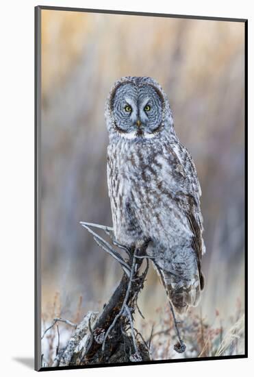 USA, Wyoming, Portrait of Great Gray Owl on Perch-Elizabeth Boehm-Mounted Photographic Print