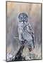 USA, Wyoming, Portrait of Great Gray Owl on Perch-Elizabeth Boehm-Mounted Photographic Print