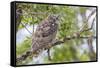 USA, Wyoming,  recently fledged Great Horned Owl roosts in a cottonwood tree.-Elizabeth Boehm-Framed Stretched Canvas