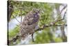 USA, Wyoming,  recently fledged Great Horned Owl roosts in a cottonwood tree.-Elizabeth Boehm-Stretched Canvas