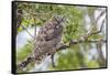 USA, Wyoming,  recently fledged Great Horned Owl roosts in a cottonwood tree.-Elizabeth Boehm-Framed Stretched Canvas