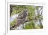 USA, Wyoming,  recently fledged Great Horned Owl roosts in a cottonwood tree.-Elizabeth Boehm-Framed Premium Photographic Print