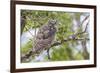 USA, Wyoming,  recently fledged Great Horned Owl roosts in a cottonwood tree.-Elizabeth Boehm-Framed Premium Photographic Print