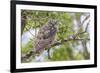 USA, Wyoming,  recently fledged Great Horned Owl roosts in a cottonwood tree.-Elizabeth Boehm-Framed Premium Photographic Print