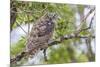 USA, Wyoming,  recently fledged Great Horned Owl roosts in a cottonwood tree.-Elizabeth Boehm-Mounted Premium Photographic Print