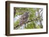 USA, Wyoming,  recently fledged Great Horned Owl roosts in a cottonwood tree.-Elizabeth Boehm-Framed Photographic Print