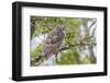 USA, Wyoming,  recently fledged Great Horned Owl roosts in a cottonwood tree.-Elizabeth Boehm-Framed Photographic Print