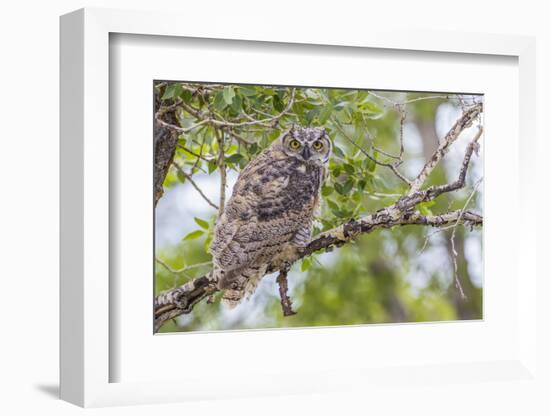 USA, Wyoming,  recently fledged Great Horned Owl roosts in a cottonwood tree.-Elizabeth Boehm-Framed Photographic Print