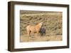 USA, Wyoming. Red Desert, Palomino mare and her foal.-Elizabeth Boehm-Framed Photographic Print