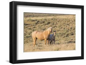 USA, Wyoming. Red Desert, Palomino mare and her foal.-Elizabeth Boehm-Framed Photographic Print