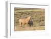 USA, Wyoming. Red Desert, Palomino mare and her foal.-Elizabeth Boehm-Framed Photographic Print