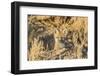 USA, Wyoming,  red fox kit peers from it's den in the desert.-Elizabeth Boehm-Framed Photographic Print