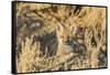 USA, Wyoming,  red fox kit peers from it's den in the desert.-Elizabeth Boehm-Framed Stretched Canvas