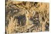 USA, Wyoming,  red fox kit peers from it's den in the desert.-Elizabeth Boehm-Stretched Canvas