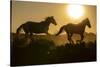 USA, Wyoming. Running wild horses silhouetted at sunset.-Jaynes Gallery-Stretched Canvas