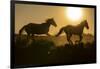 USA, Wyoming. Running wild horses silhouetted at sunset.-Jaynes Gallery-Framed Photographic Print