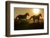 USA, Wyoming. Running wild horses silhouetted at sunset.-Jaynes Gallery-Framed Photographic Print