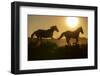 USA, Wyoming. Running wild horses silhouetted at sunset.-Jaynes Gallery-Framed Photographic Print