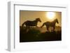USA, Wyoming. Running wild horses silhouetted at sunset.-Jaynes Gallery-Framed Photographic Print