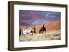 USA, Wyoming, Shell, Big Horn Mountains, Horses at Full Gallop-Terry Eggers-Framed Photographic Print