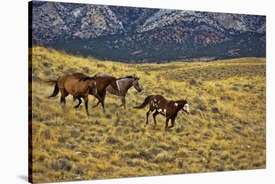 USA, Wyoming, Shell, Big Horn Mountains, Horses Running in Field-Terry Eggers-Stretched Canvas