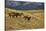 USA, Wyoming, Shell, Big Horn Mountains, Horses Running in Field-Terry Eggers-Stretched Canvas