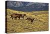 USA, Wyoming, Shell, Big Horn Mountains, Horses Running in Field-Terry Eggers-Stretched Canvas