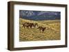 USA, Wyoming, Shell, Big Horn Mountains, Horses Running in Field-Terry Eggers-Framed Photographic Print