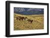 USA, Wyoming, Shell, Big Horn Mountains, Horses Running in Field-Terry Eggers-Framed Photographic Print