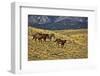 USA, Wyoming, Shell, Big Horn Mountains, Horses Running in Field-Terry Eggers-Framed Photographic Print