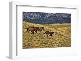 USA, Wyoming, Shell, Big Horn Mountains, Horses Running in Field-Terry Eggers-Framed Photographic Print