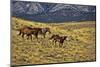 USA, Wyoming, Shell, Big Horn Mountains, Horses Running in Field-Terry Eggers-Mounted Photographic Print