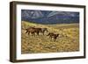 USA, Wyoming, Shell, Big Horn Mountains, Horses Running in Field-Terry Eggers-Framed Photographic Print