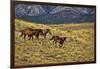 USA, Wyoming, Shell, Big Horn Mountains, Horses Running in Field-Terry Eggers-Framed Photographic Print